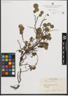 Foto von Salix herbacea L.